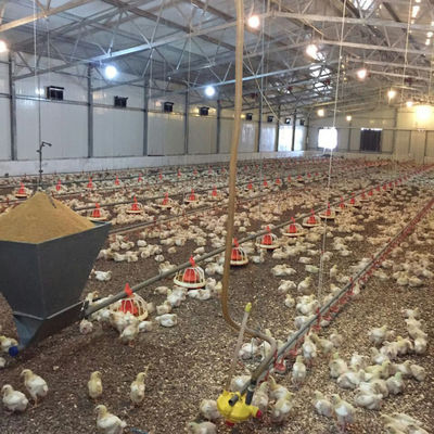 Q235B Galvanized Steel Structure Poultry House Bolts Connection Steel Chicken Houses