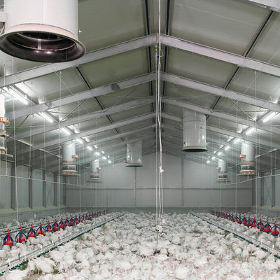 Q235B Galvanized Steel Structure Poultry House Bolts Connection Steel Chicken Houses