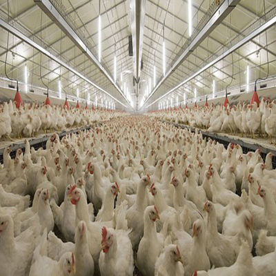 Q235B Galvanized Steel Structure Poultry House Bolts Connection Steel Chicken Houses