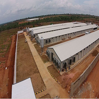 H Beam Steel Structure Poultry House with Bolts Connection