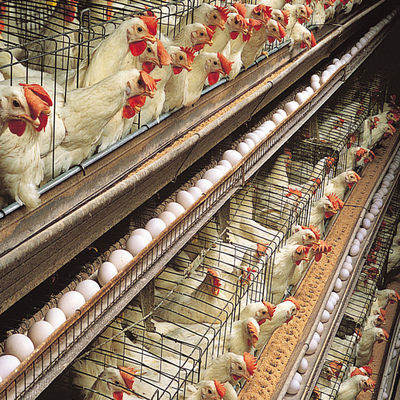 Galvanized Steel Frame Chicken House Bolts Connection Steel Structure Poultry Sheds