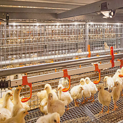 Modern Long Span Steel Construction Building High Capacity Prefabricated Poultry House