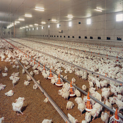 Automated Ventilated Steel Poultry House with Gable Roof