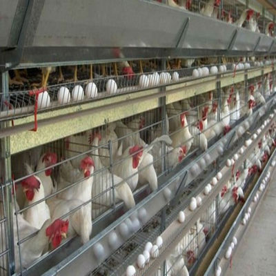 Ventilation automatisée cadre en acier gestion de poulaillerie poulaillerie